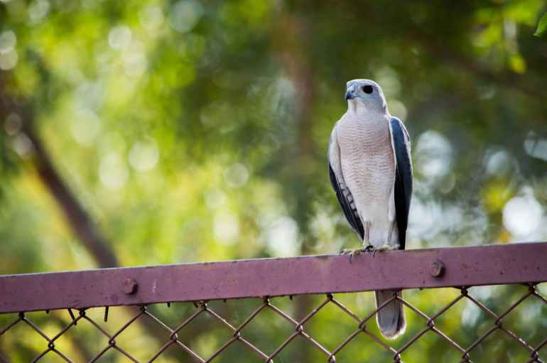 photo of bird perched on fence