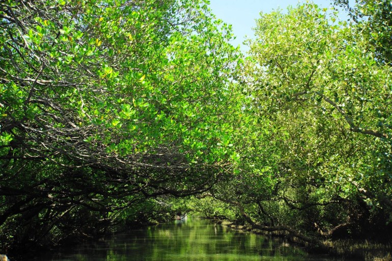 11.u56dbu8349u7da0u8272u96a7u9053_64965